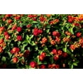 thumbnail image 4 of Lantana Dallas Red  30 Live Plants  Lantana Camara  Flowering Perennial  Garden Colorful Bloom  Hardy Outdoor Decor  Vibrant Red Flowers, 4 of 8