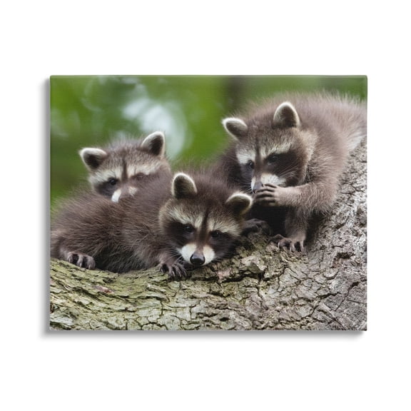 Stupell Industries Raccoon Babies in Tree Animals & Insects Photography Gallery Wrapped Canvas Art Print Wall Art, 20 x 16