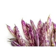 thumbnail image 2 of 50 Seeds DRAGON TONGUE Wax BEAN Yellow & Purple Dragon's Tongue Phaseolus Vulgaris Legume Vegetable Seeds, 2 of 8