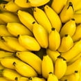 thumbnail image 3 of Hot Sale 100Pcs Dwarf Banana Tree Seeds Mini Bonsai Plant Rare Fruits Garden Decor, 3 of 6