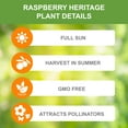 thumbnail image 3 of Garden State Bulb Heritage Raspberry Bare Root for Planting, Non-GMO (Bag of 1) Spring Planting, 3 of 9