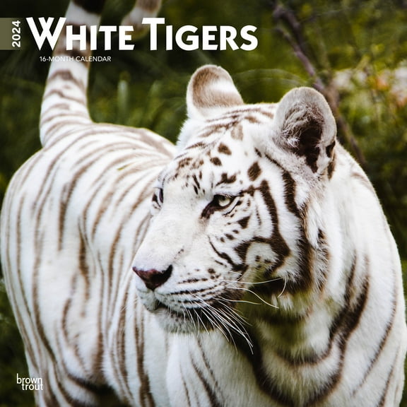 White Tigers | 2024 12x24" (Hanging) Square Wall Calendar | BrownTrout