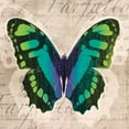 thumbnail image 2 of Venter, Tandi 20x20 White Modern Wood Framed Museum Art Print Titled - Butterflies II, 2 of 4