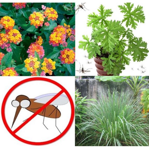 Mosquito Trio - 6 Mosquito Repellent Plants – THREE Varieties: 2 Citronella Plants, 2 Lemongrass, 2 Lantana Plants Individual 2.5” Pots