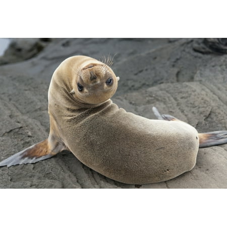 Phoque de Fourrure otariidae a l envers galapagos affiche equador 38 x 24 Walmart