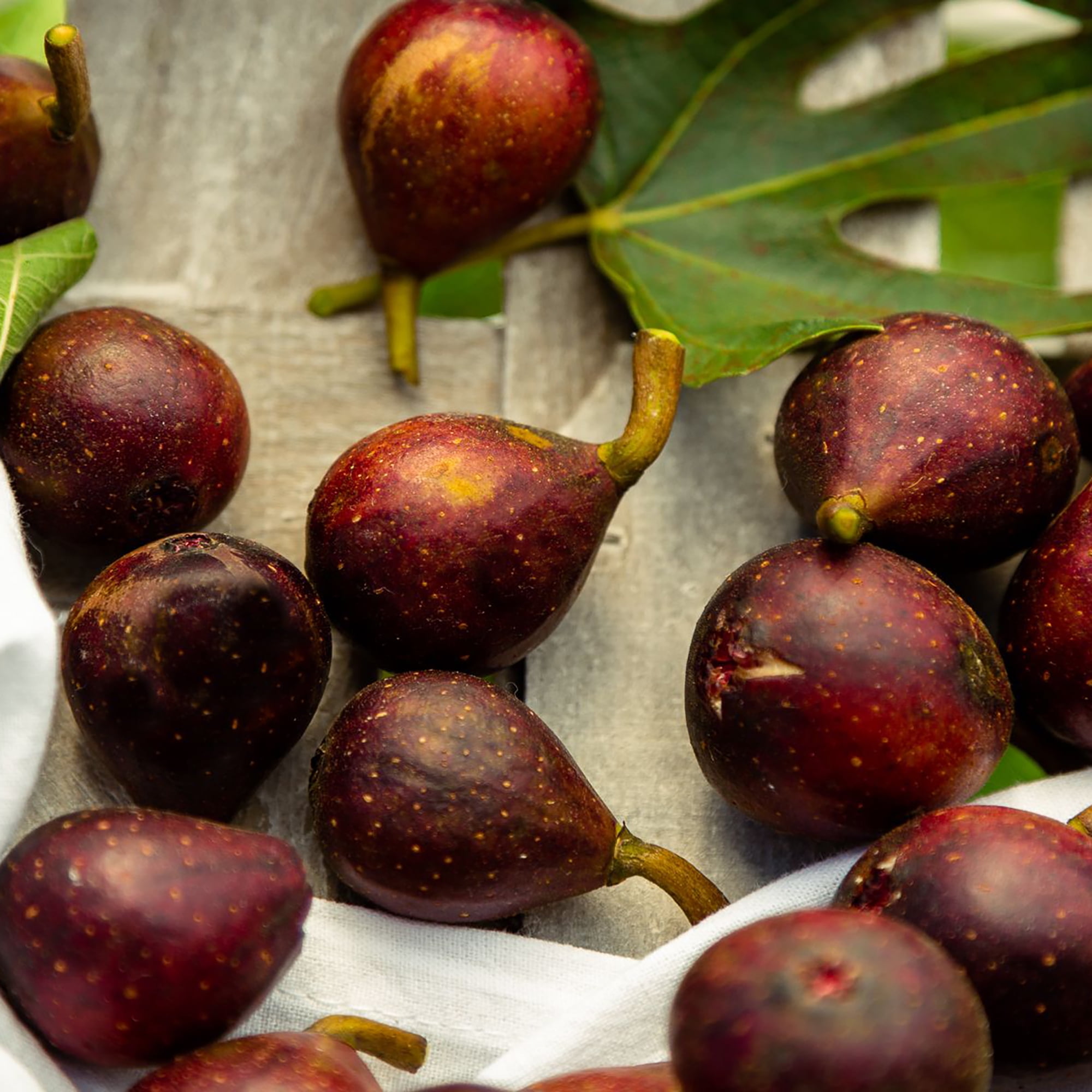 Expert Gardener 10' Turkey Fig Live Plants Pot