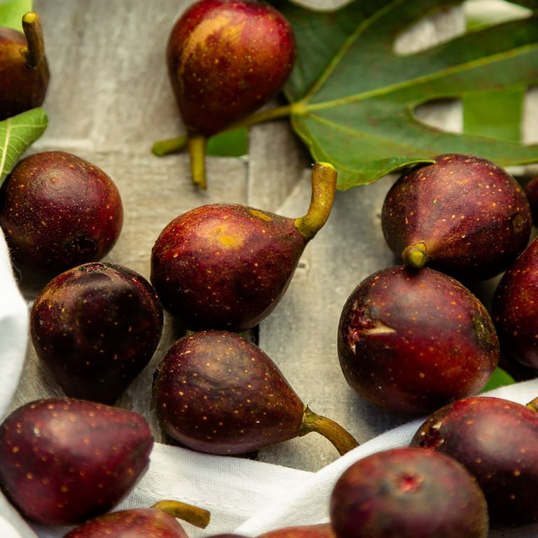 Expert Gardener 10' Turkey Fig Live Plants Pot - Walmart.com