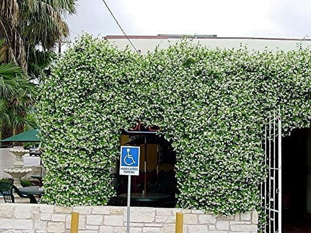Jasmine Confederate  10 Live Plants  Trachelospermum Jasminoides  Fragrant Easy to Grow Vine Showy Blooms