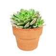 thumbnail image 6 of Graptoveria Olivia (2"+ Clay Pot) - Tiny, Lovely, Easy to Care Succulent for Beginners - Live Succulent for Home Office, 6 of 6