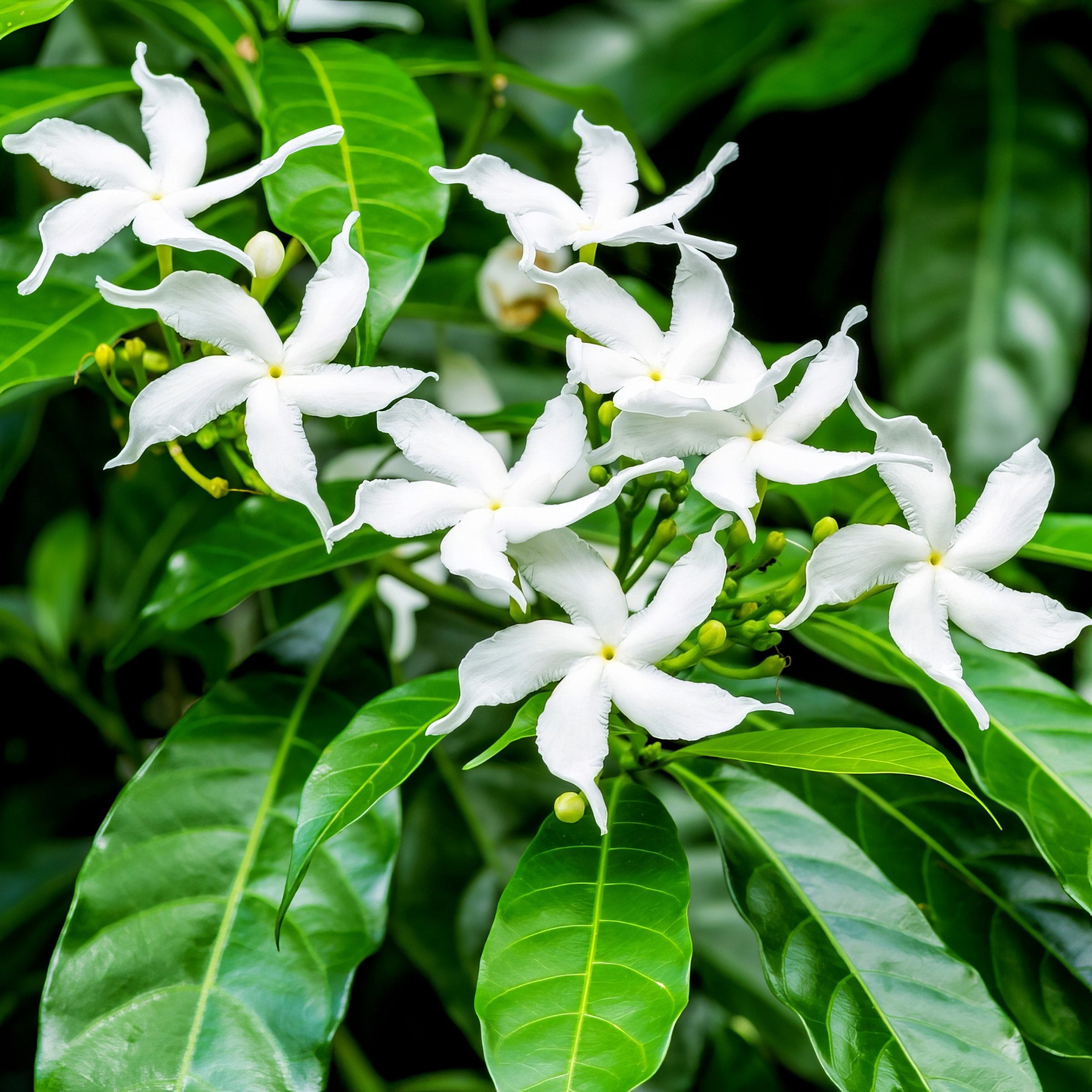 National Plant Network 4 in. Sambac Jasmine (3-Pack)