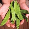 thumbnail image 6 of Avalanche Snow Pea (Pisum sativum) Seeds - 50+ Non-GMO Heirloom Seeds for Planting by Isla's Garden Seeds, Perfect for Home Gardens, 6 of 8