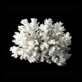 thumbnail image 3 of Urban Road 15x15 Black Modern Framed Museum Art Print Titled - White Coral II, 3 of 5