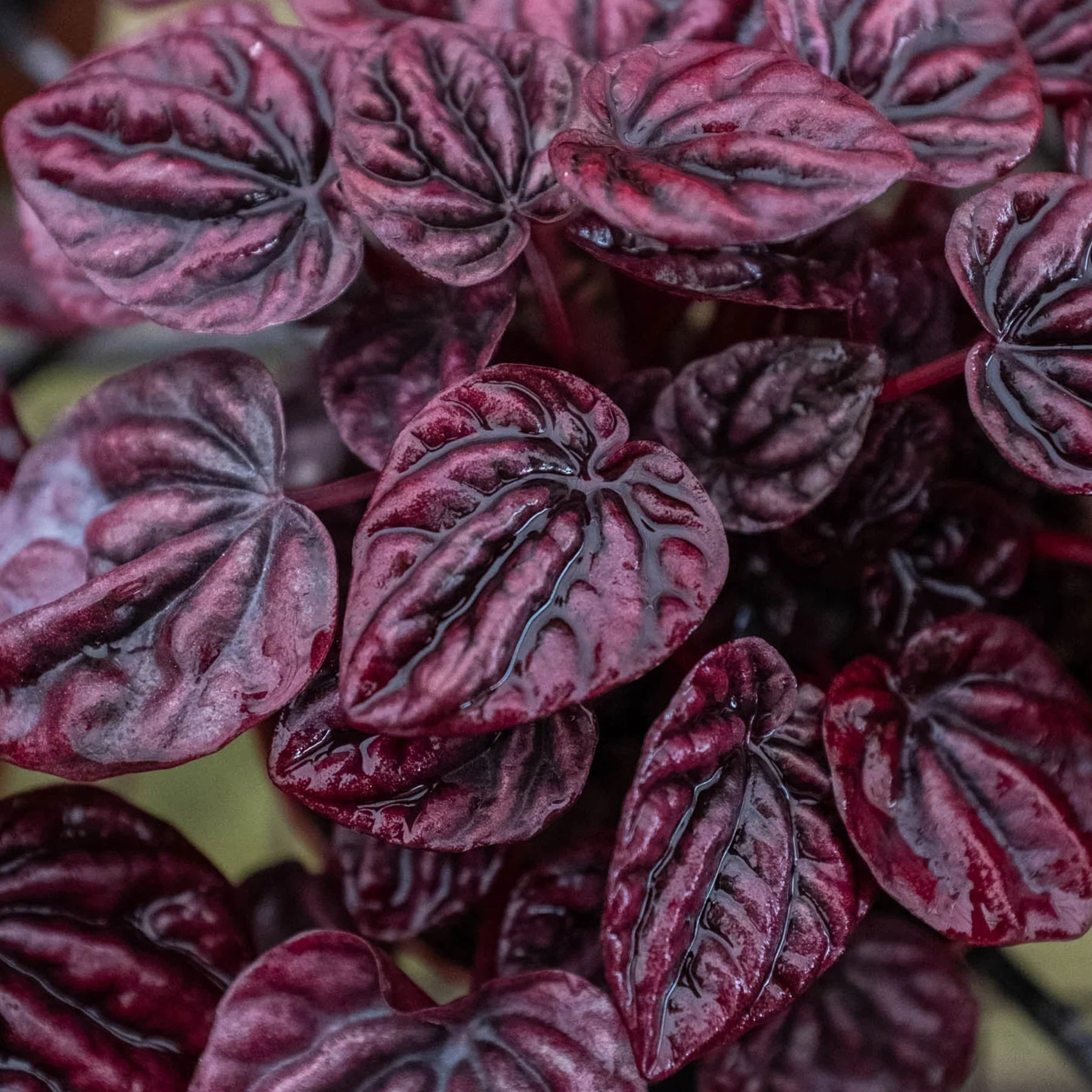 Peperomia Caperata 'Schumi Ripple Red' - Live Air-Purifying Indoor Plant in Nursery Pot – Easy Care, Low Maintenance Houseplant for Home & Office Decor, Natural Air Cleaner, Best for Beginners (3"Pot)