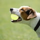 thumbnail image 2 of KAKOWELY 4 pelotas de entrenamiento para mascotas, pelotas de tenis para perros, juguetes de ejercicio para mascotas, pelotas para lanzar perros, 2 of 5