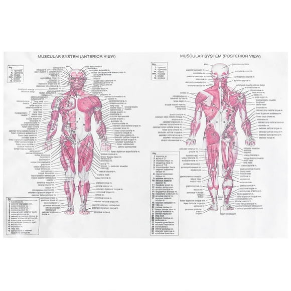 Human Anatomy Poster Party Decoration Anatomy Poster Teaching Anatomy Poster