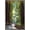Barnwood Framed Version, variant on Lantern Press - Muir Woods National Monument, California, Pathway Wall Poster, 22.375" x 34" Framed