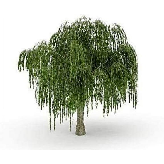 Dwarf Weeping Willow Tree Cutting -  Weeping Willow - Unique and Small Indoor/Outdoor Tree Shrub Plant - Excellent Bonsai Tree - Ships Bare Root, No Pot or Soil