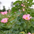 thumbnail image 4 of Perfect Plants Friendly® Pink Rose 1 Gallon, 4 of 6
