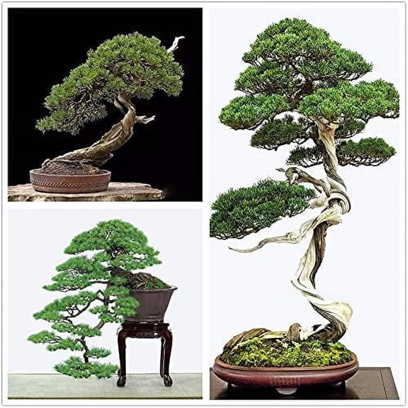 Bonsai Tree Japanese Black Pine Seeds - 30  Seeds to Grow - Prized Evergreen Bonsai Specimen
