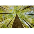 thumbnail image 2 of Jones, Adam 24x17 Gold Ornate Wood Framed with Double Matting Museum Art Print Titled - Wide angle view upward in the forest-Great Smoky Mountains National Park-North Carolina, 2 of 4