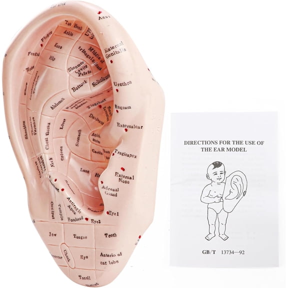 ABCISI Ear Acupuncture Model, 17cm PVC Professional Ear Zone Model, Ear Acupoints Pressure Point Learning, Chinese Medicine Teaching Prop Reflexology Acupoint Learning Display Laboratory Supplies