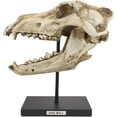 thumbnail image 6 of Ebros Direwolf Fossil Skull Statue On Pole Mount and Brass Name Plate 12.5" Long, 6 of 6