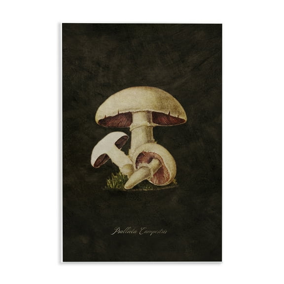 Stupell Industries Vintage Portobello Mushroom Plants & Flowers Painting Unframed Art Print Wall Art, 10 x 15