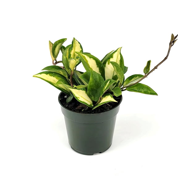 4 in. Hoya Exotica Tricolor Plant in Grower Container (3-Pack)