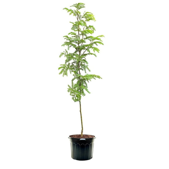 Expert Gardener 3-4' Golden Locust Tree in 7 gal. Grower Pot