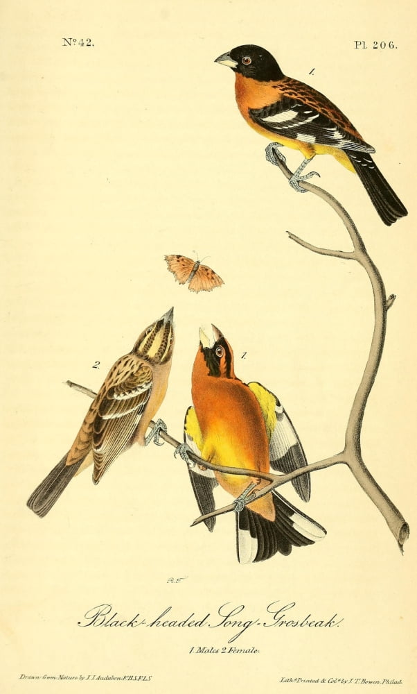 Birds Of America 18