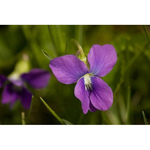 100 Graines de Fleurs de Pedatifida Palmata Violette de PRAIRIE