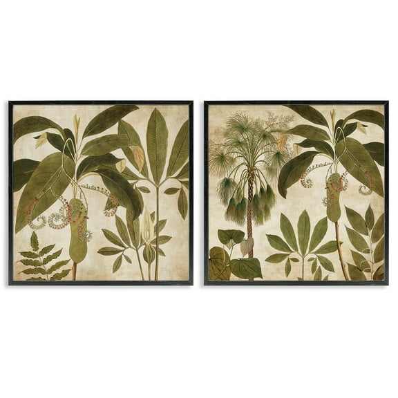 Stupell Industries Vintage Botanical Tropics Plants & Flowers Painting Black Framed Art Print Wall Art, 12 x 12, Set of 2