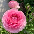 thumbnail image 1 of HJADGG Ranunculus Bare Roots for Planting Canada, Perennial Flower Ranunculus, Easy to Grow, Ranunculus Bare Roots for Spring and Autumn Planting Home Garden Indoor and Outdoor(Pink,20 Pack), 1 of 6