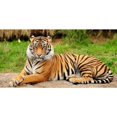thumbnail image 1 of Bengal Tiger Photo License Plate, 1 of 1