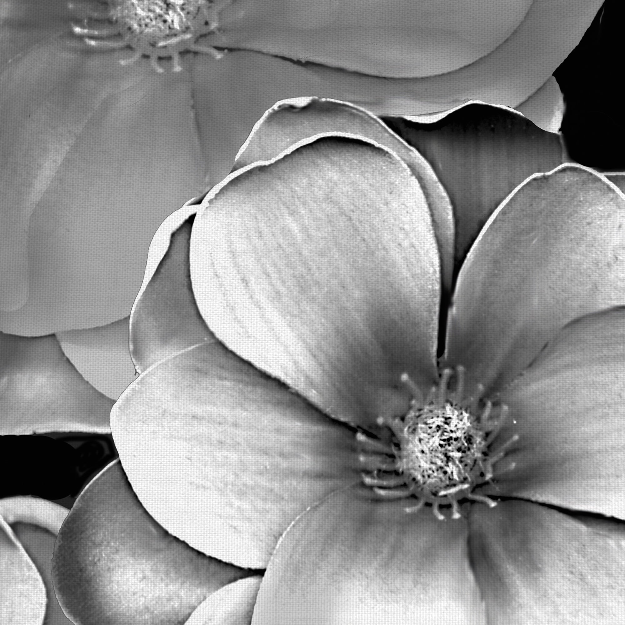 Masterpiece Art Gallery Black & White Magnolia By Frannie Funn Canvas Art Print 20" x 20"