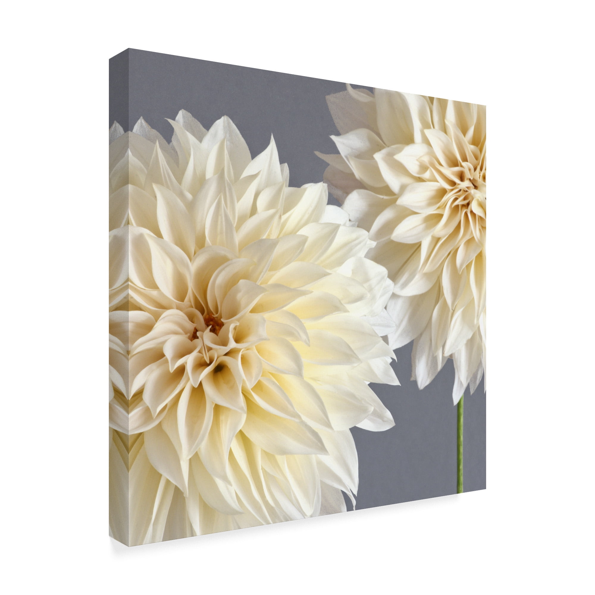 Trademark Fine Art '2 Cream Dahlias On Gray' Canvas Art by Tom Quartermaine