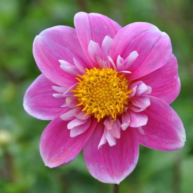 Dahlia Hartenaas