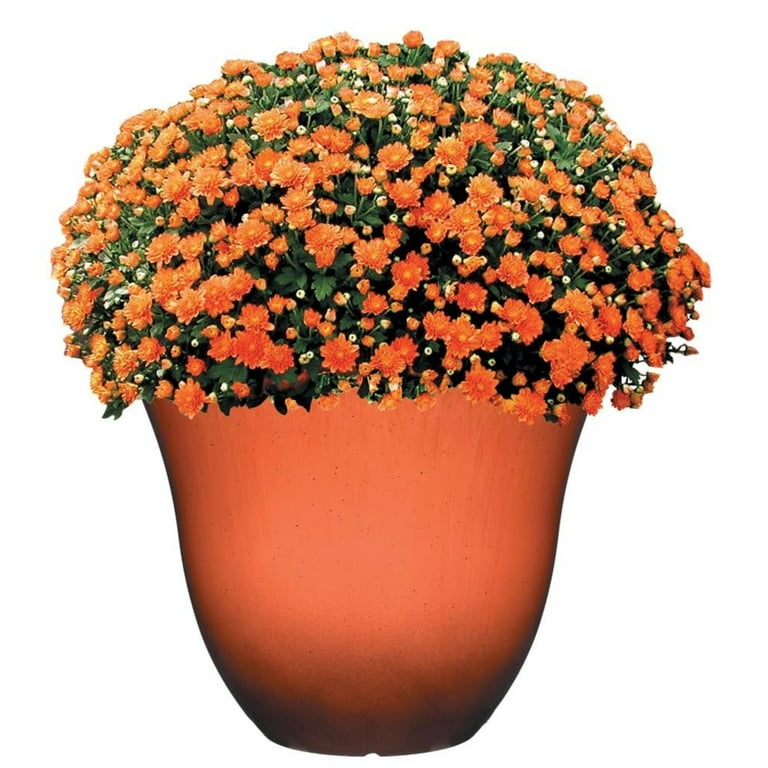 Classic Home and Garden Indoor/Outdoor Round Honeysuckle Resin Flower Pot  Planter, Orange Ember, 13" - Walmart.com