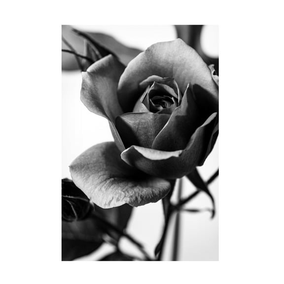 Trademark Fine Art CYAN Stella Let Me Know Canvas Wall Art