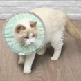 thumbnail image 4 of Collar protector antimordeduras Elizabeth, collar antilamidos para gatos, antilamidos después de la operación, resistente al agua, collar isabelino, funcionalidad versátil, 4 of 8