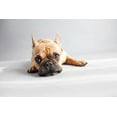 thumbnail image 2 of Sabo, Susan 24x17 White Modern Wood Framed Museum Art Print Titled - Sad Frenchie, 2 of 4