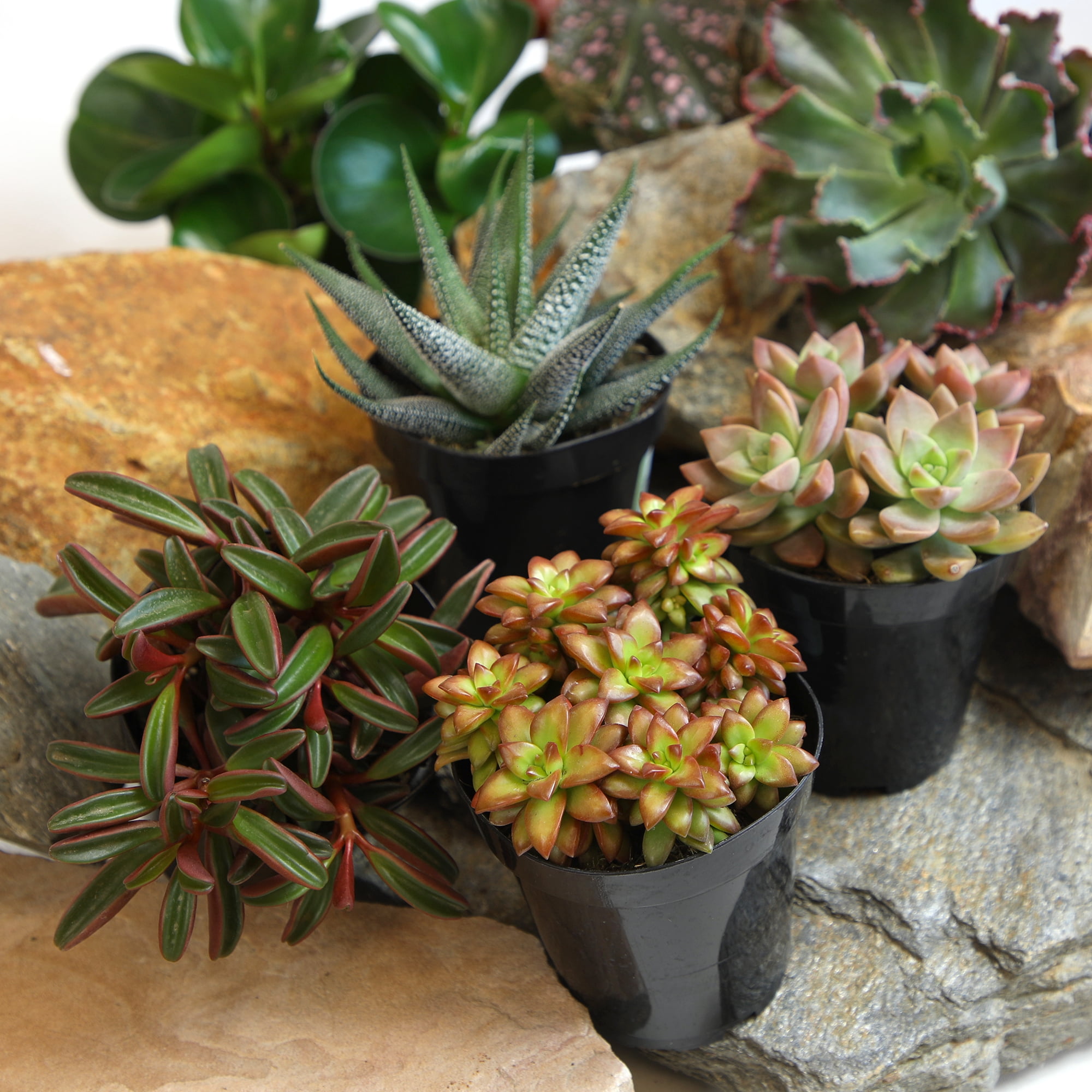 Altman Plants Pet-safe Succulents (6-pack) Easy Care Indoor Plants in 3.5 in. Grower Pots