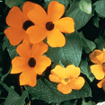 thumbnail image 4 of Ferry-Morse 480MG Thunbergia Black Eyed Susan Annual Flower Seeds, Full Sun, 4 of 11