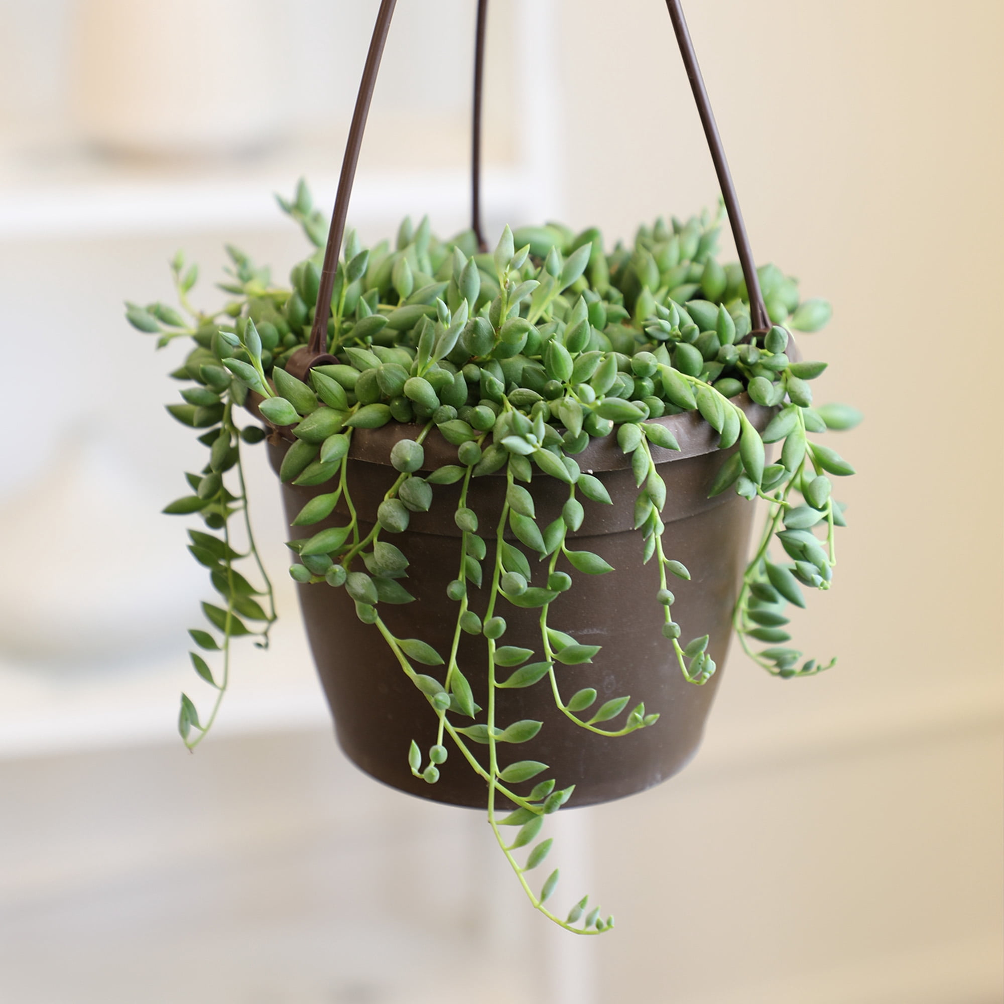 Altman Plants String of Raindrops Succulent (Senecio) 6" Easy Live Plant Hanging Basket