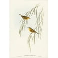 thumbnail image 2 of Gould, John 13x18 White Modern Wood Framed Museum Art Print Titled - Yellow Zosterops-Zosterops lutcus, 2 of 4