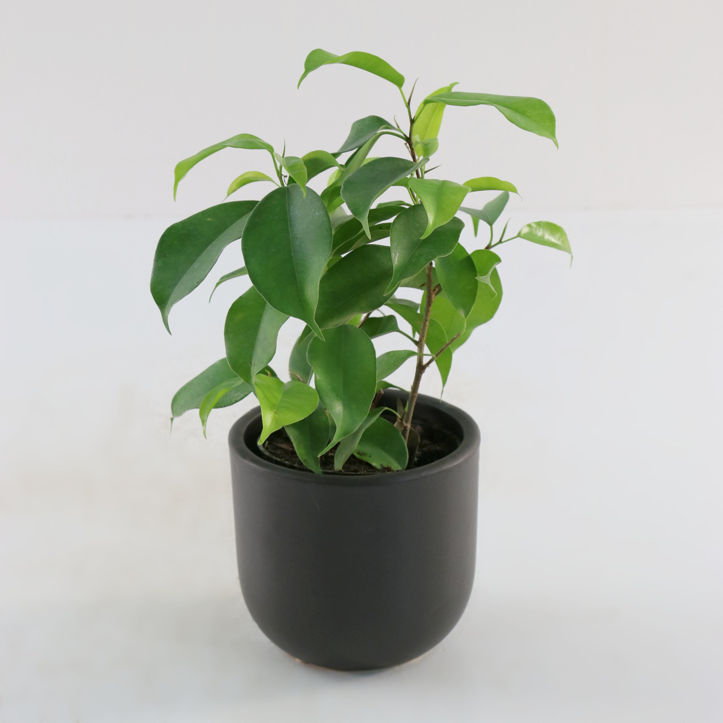 4 in. Ficus Spire Plant in Grower Container (3-Pack)