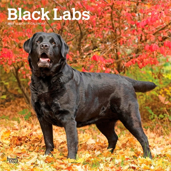 Black Labrador Retrievers | 2027 12x24" (Hanging) Wall Calendar | Plastic-Free