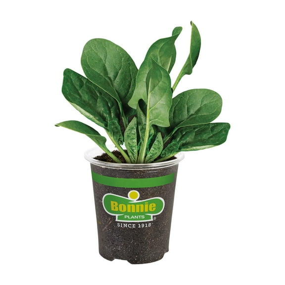 Bonnie Plants Bonnie's Spinach 19.3 oz.