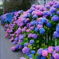 150+ Mixed Hydrangea Seeds for Planting Flowers Bush Plants Garden