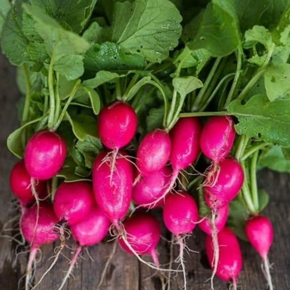 TomorrowSeeds - Lady Slipper Radish Seeds - 900  Count - For 2026 Planting Raphanus Sativus Long Red